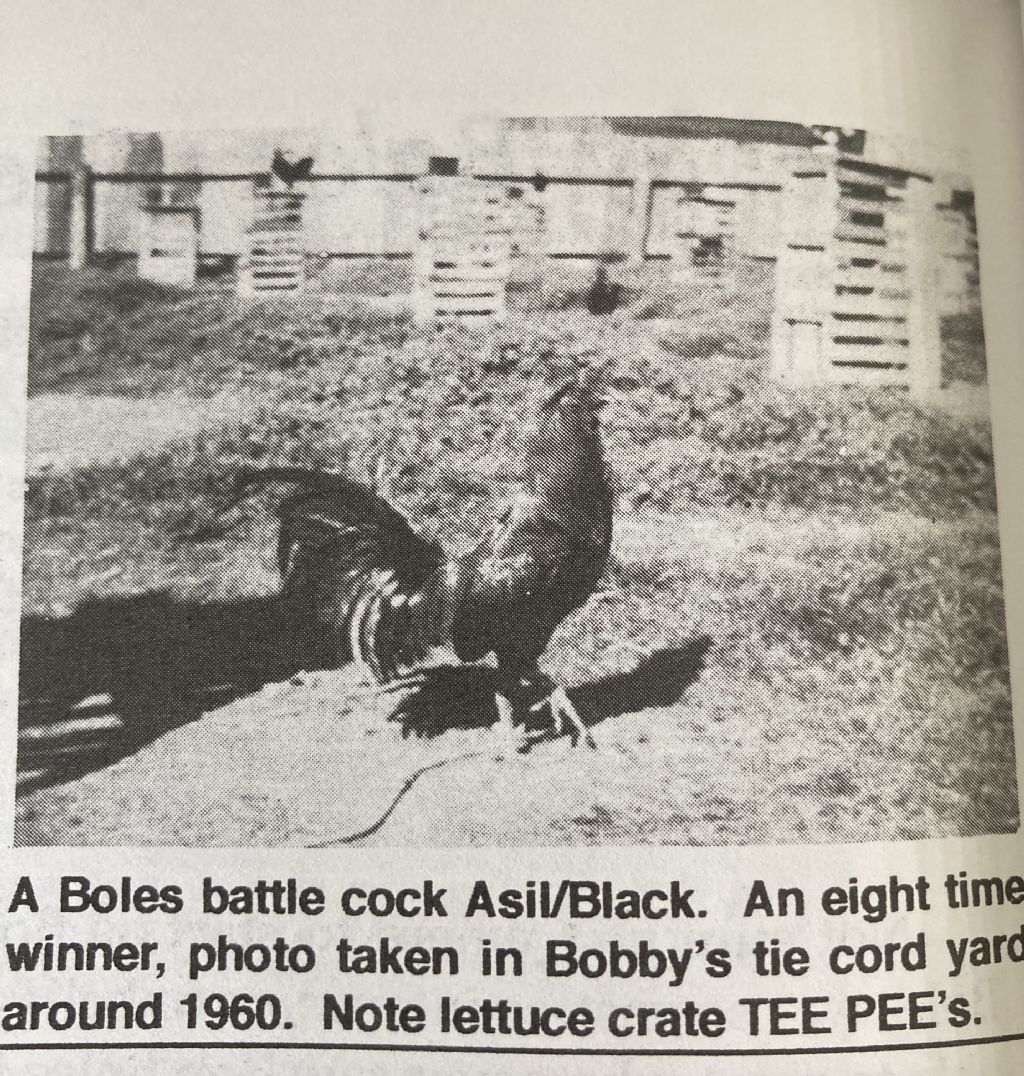 Typical Bobby Boles Black/Asil cross